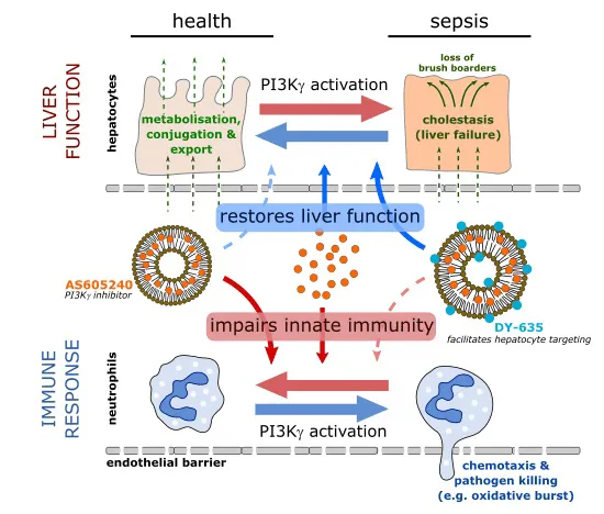 Targeted delivery of a phosphoinositide 3‐kinase γ inhibitor to restore organ function in sepsis 1